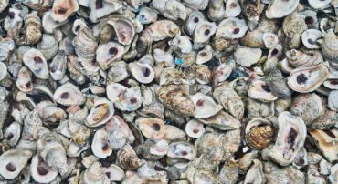 Marotta’s 2020 Gone-Fishing Portfolio Calculators for Schwab, Fidelity, eTrade, and TD Ameritrade