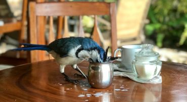 How to Use Your 401(k) to Convert Only Your IRA’s Nondeductible Basis to Roth