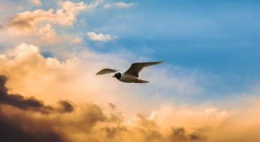 Radio: Financial Peace in Days of Volatility