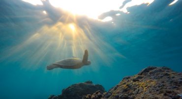 How a Stability Allocation Helps During a Bear Market (and What To Do If You Forgot One)