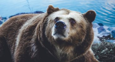 The Dot Com Bubble: The Bear Market of 2001