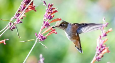 Q&A: How Do I Calculate My Withdrawal Rate for My Stability Allocation?