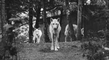 Merrill Lynch Is A Terrible Choice