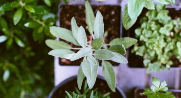 This Month, We Leveled Our Small Cap Value Allocation (June 2020)