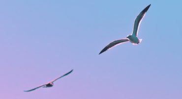 The S&P 500 Recovered Today from the 2020 COVID Bear Market