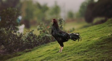 Socially Responsible Consumption Instead Of Socially Responsible Investing