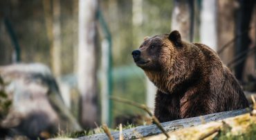 Surviving A Bear Attack in the Markets