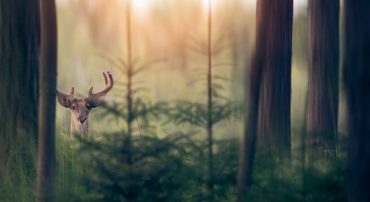 How to Avoid Being Swindled By Elder Fraud