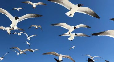 A Market of Stocks Rather Than A Stock Market