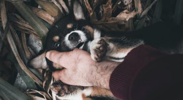 The Full Complexity of All Required Minimum Distribution Divisors Explained (2020 Update)