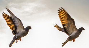 Q&A: Can You Be My Investing Back-up?