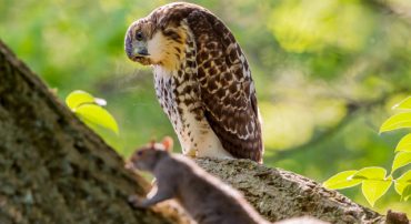 Sixteen Problems with the Eat-What-You-Kill Model