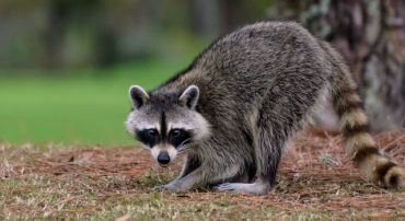 An Updated RMD Calculator (New Divisors for 2022)