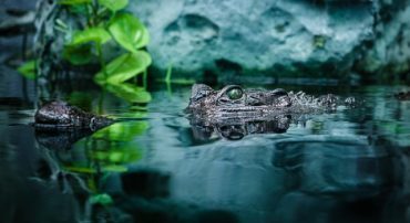 Exemptions to Fiduciary Rule Jeopardize 401(k) Plans