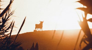 No Way To Tell If This Bear Market Is A Bull Yet