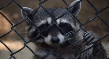 No Guidance on 10-Year RMD Stretch Despite Headlines