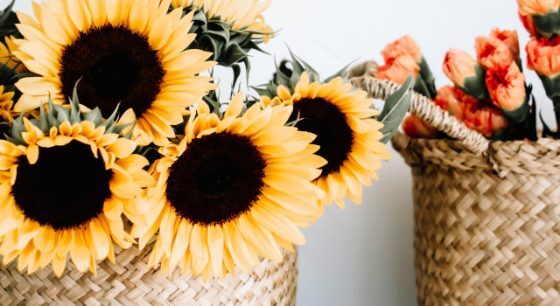 Q&A: Which Self-Employed Retirement Plan Should I Open?