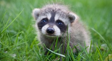 Proposed RMD Rules: The Madness Continues