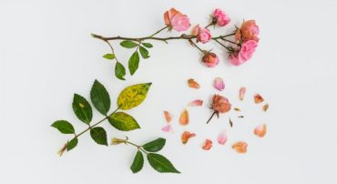 Q&A: What Happens to an Inherited IRA RMD After a Multi-Beneficiary Trust Dissolution?