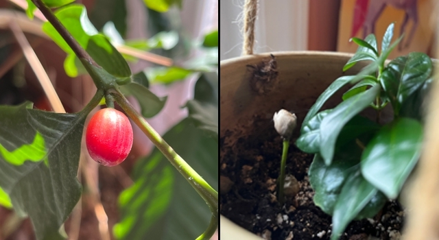 At left, a red coffee cherry grows on an adult tree. At right, the same coffee bean shoots up, a late bloomer in a plant pot of baby coffee trees.