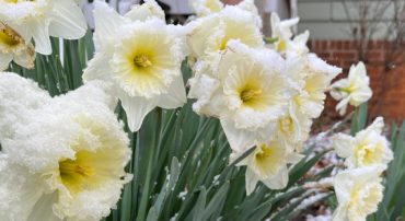 Succession Planning Options on a Donor Advised Fund