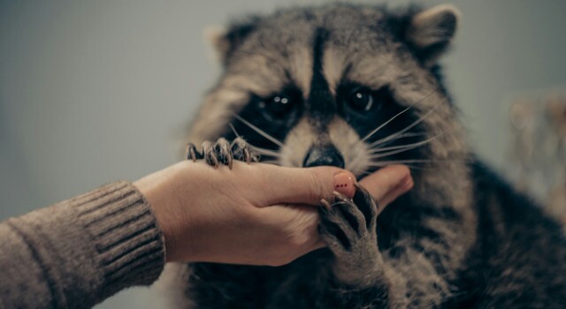 Raccoonbeingheldbyawomanshand