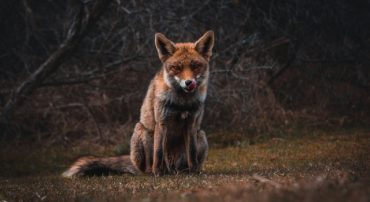 Does Private Equity Have a Role in Your Portfolio?