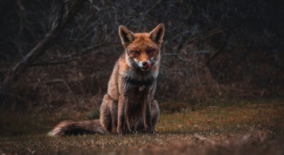 Does Private Equity Have a Role in Your Portfolio?