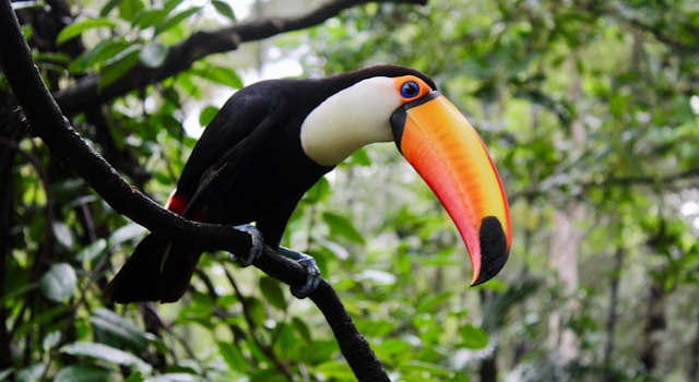 overviewtoucans_w