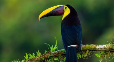 purpletoucan_w